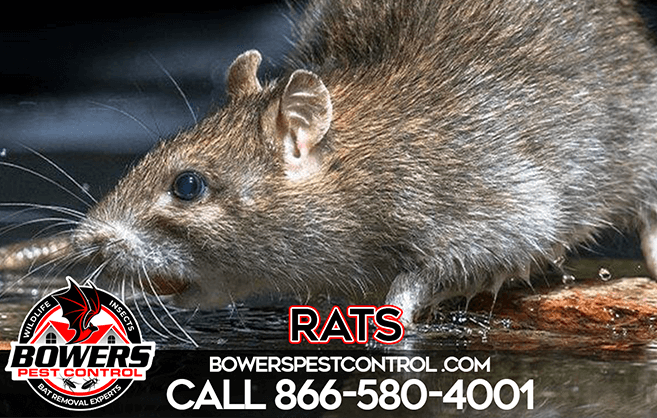 Rats/Mice