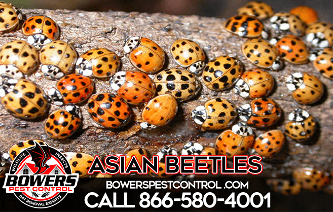 Asian Beetles