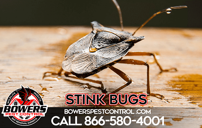 Stink Bugs