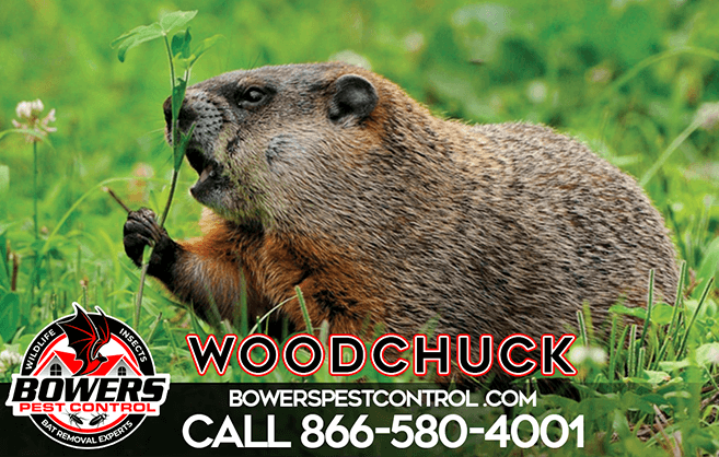Groundhogs-Woodchucks